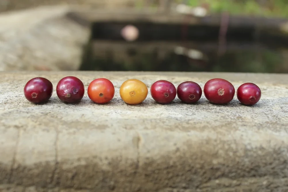 raw coffee