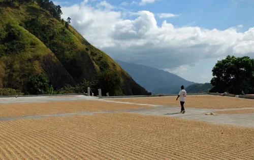 coffee drying